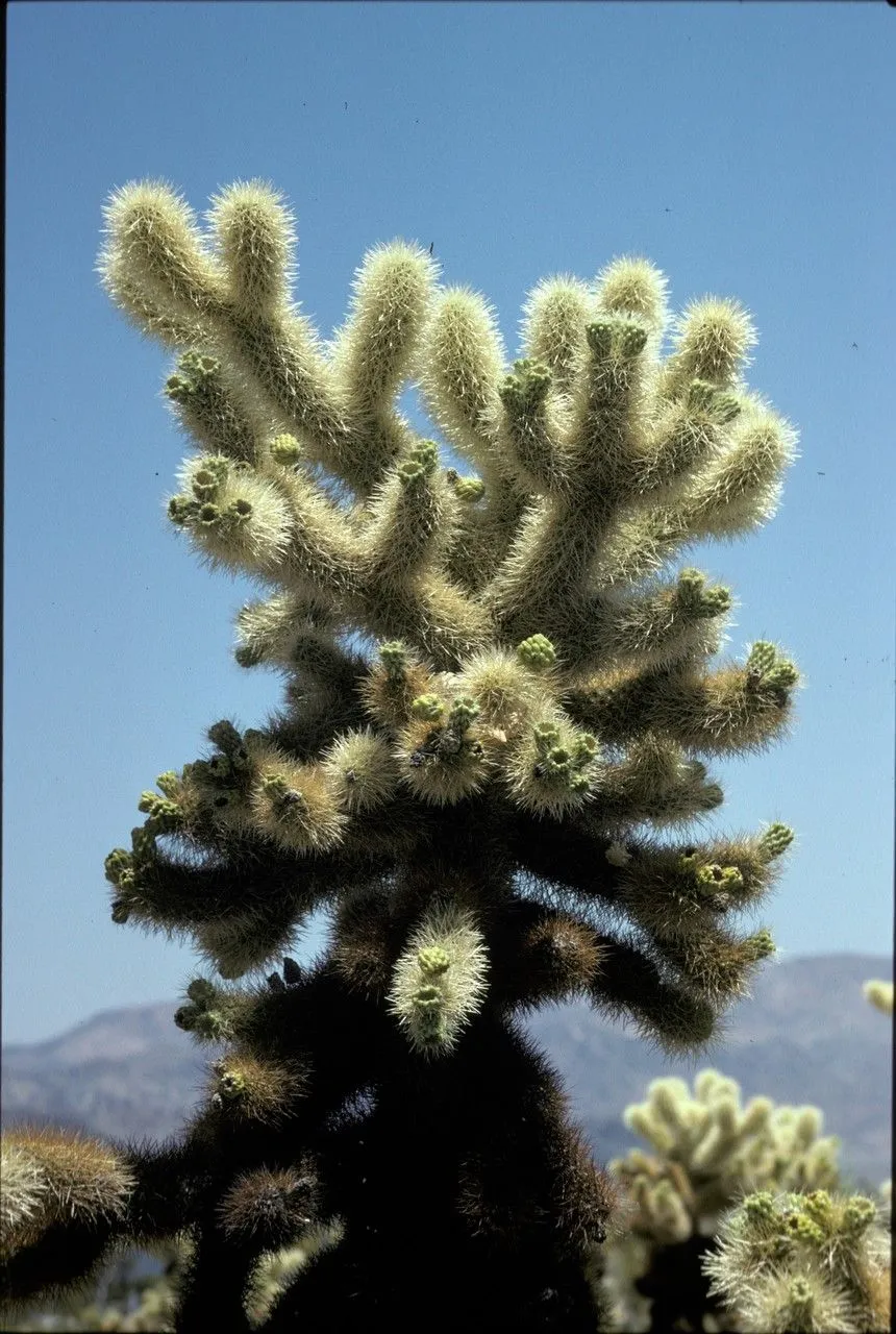 Teddy-bear cholla (Cylindropuntia bigelovii, Nye kaktusbog: 131 (1930))