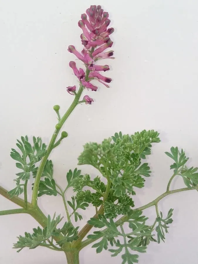 Narrow-leaf fumitory (Fumaria densiflora, Cat. pl. horti monsp. 113. 1813)