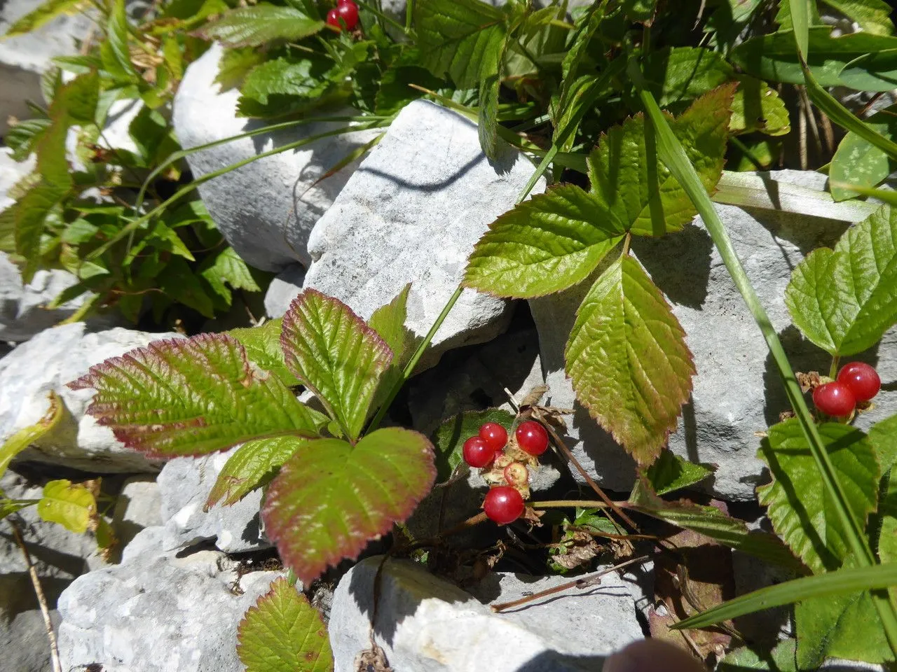 Stone bramble (Rubus saxatilis, Sp. Pl.: 494 (1753))