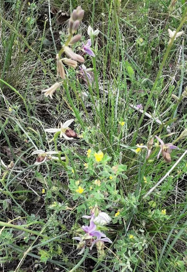 Bertoloni’s ophrys (Ophrys bertolonii, Quibus. Pl. Ital. 6: 9 (1823))