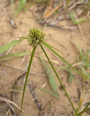 Great plains flatsedge (Cyperus lupulinus, Trans. Wisconsin Acad. Sci. 62: 271 (1974))