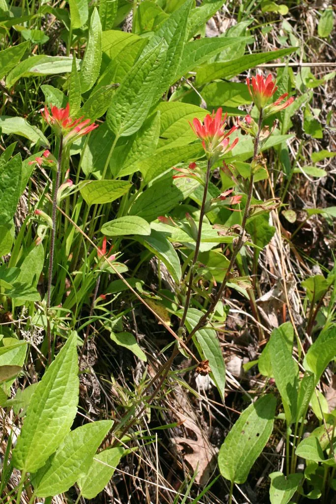 Scarlet indian paintbrush (Castilleja coccinea, Syst. Veg. 2: 775 (1825))