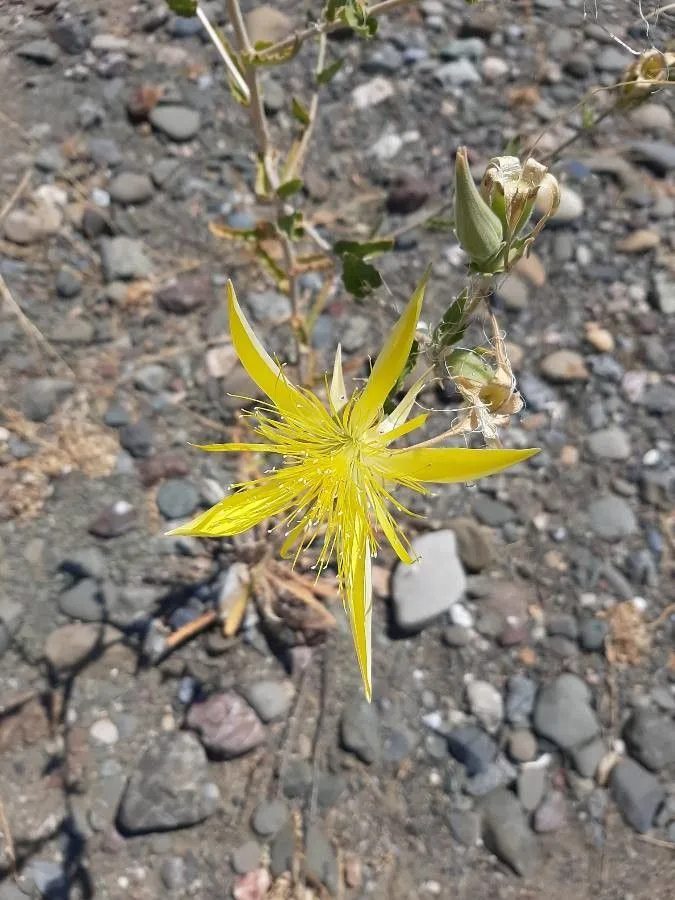 Smooth-stem blazingstar (Mentzelia laevicaulis, Fl. N. Amer. 1: 535 (1840))