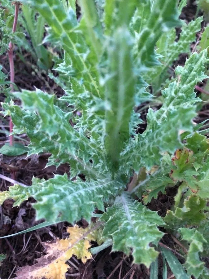 White-spotted thistle (Tyrimnus leucographus, F.Cuvier, Dict. Sci. Nat., ed. 2., ed. 2, 56: 207 (1828))