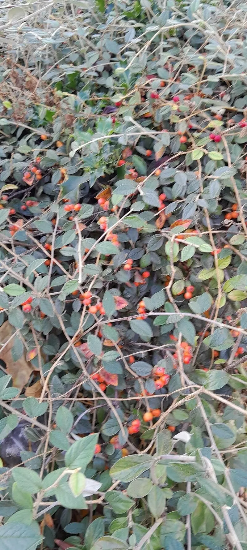 Franchet’s cotoneaster (Cotoneaster franchetii, Rev. Hort. (Paris) 2: 380 (1902))