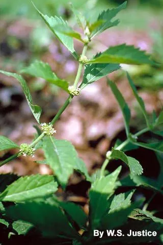 Water horehound (Lycopus virginicus, Sp. Pl.: 21 (1753))