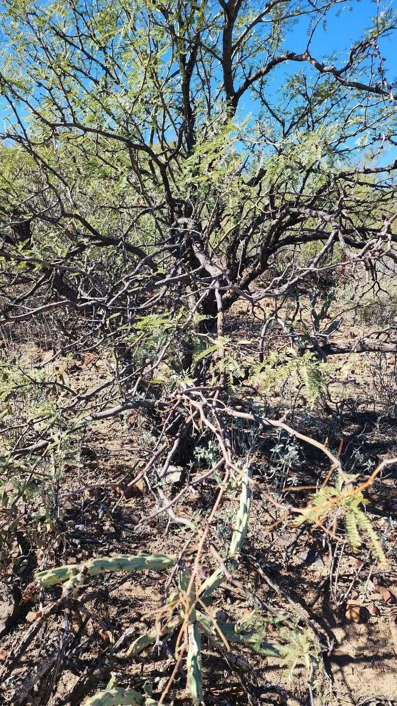 Velvet mesquite (Prosopis velutina, Bull. Torrey Bot. Club 25: 456 (1898))