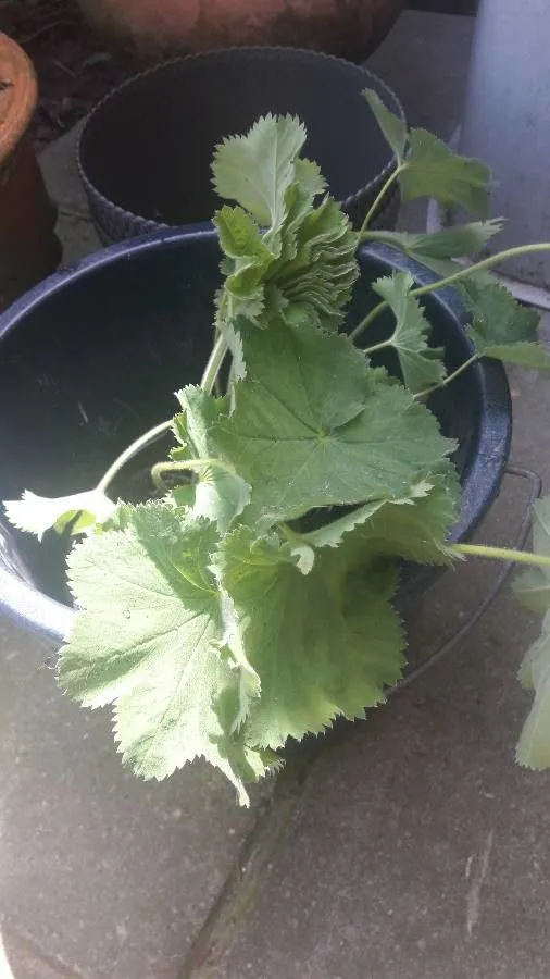 Intermediate lady’s-mantle (Alchemilla xanthochlora, Repert. Spec. Nov. Regni Veg. 42: 167 (1937))