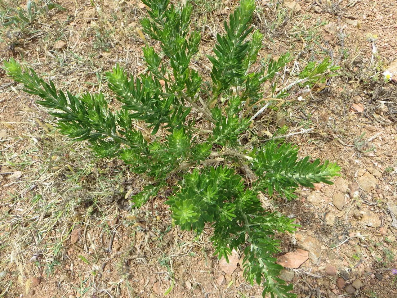 Needle-leaf broom (Genista linifolia, Sp. Pl. ed. 2: 405 (1762))