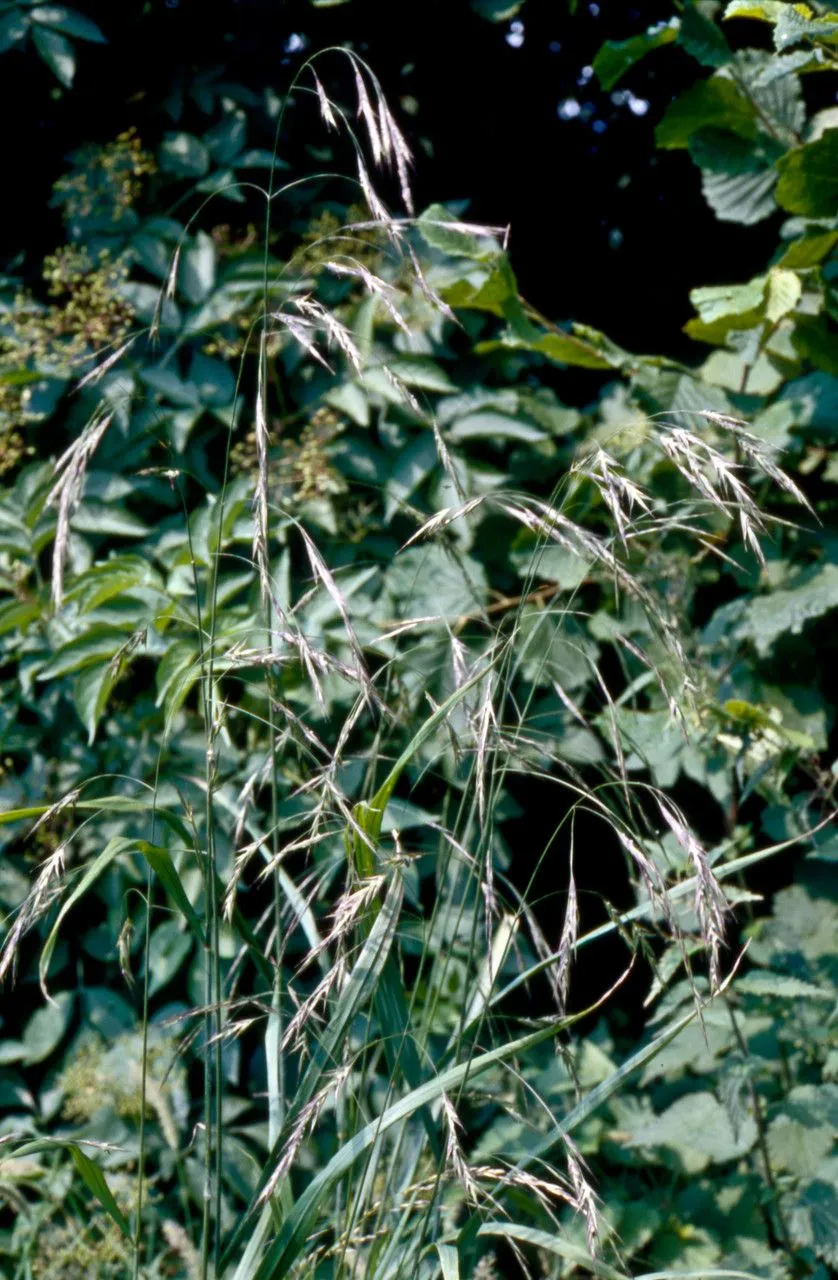 Hairy brome (Bromus ramosus, Fl. Angl.: 40 (1762))