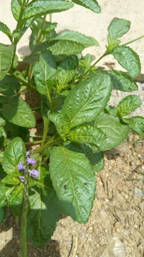 Blue porterweed (Stachytarpheta indica, Enum. Pl. Obs. 1: 206 (1804))