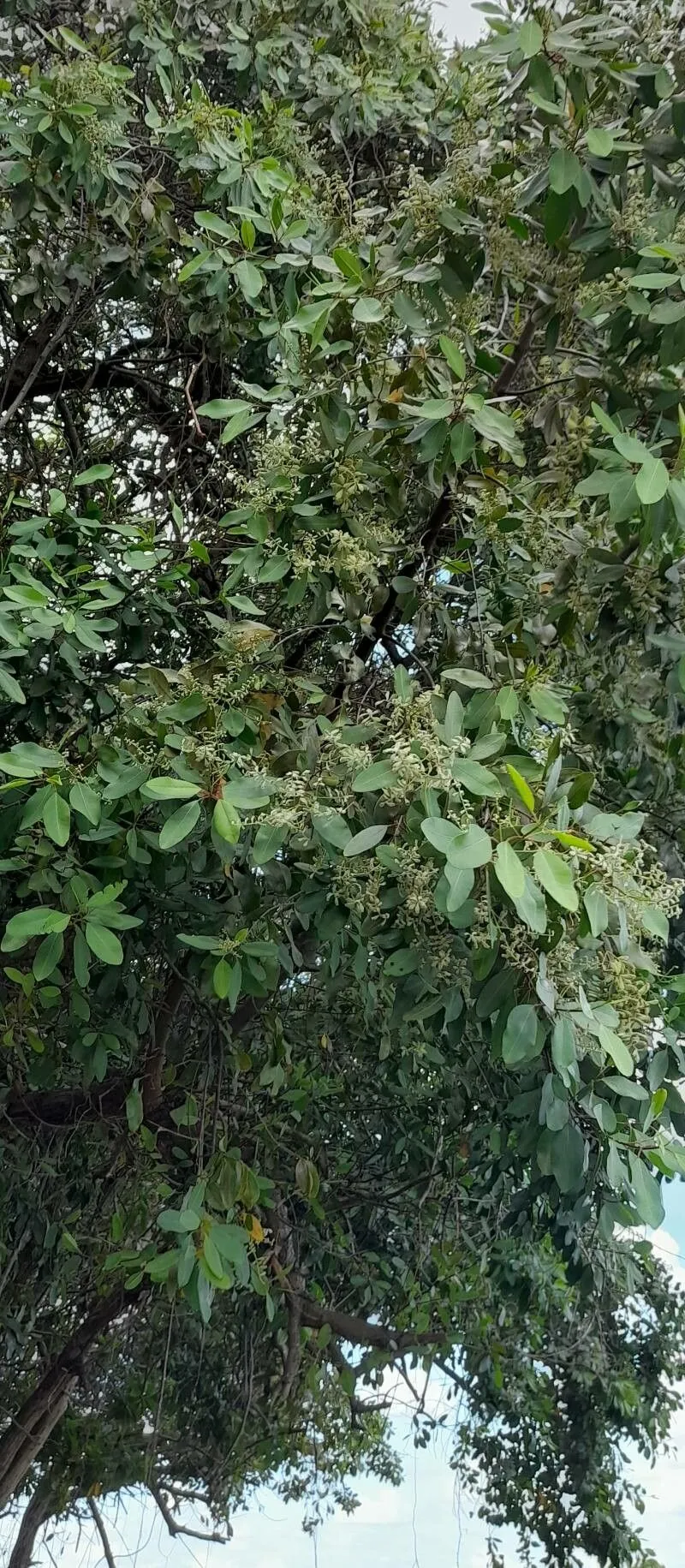 White buttonwood (Laguncularia racemosa, Suppl. Carp.: 209 (1807))