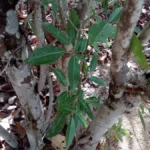 Bignoniaceae