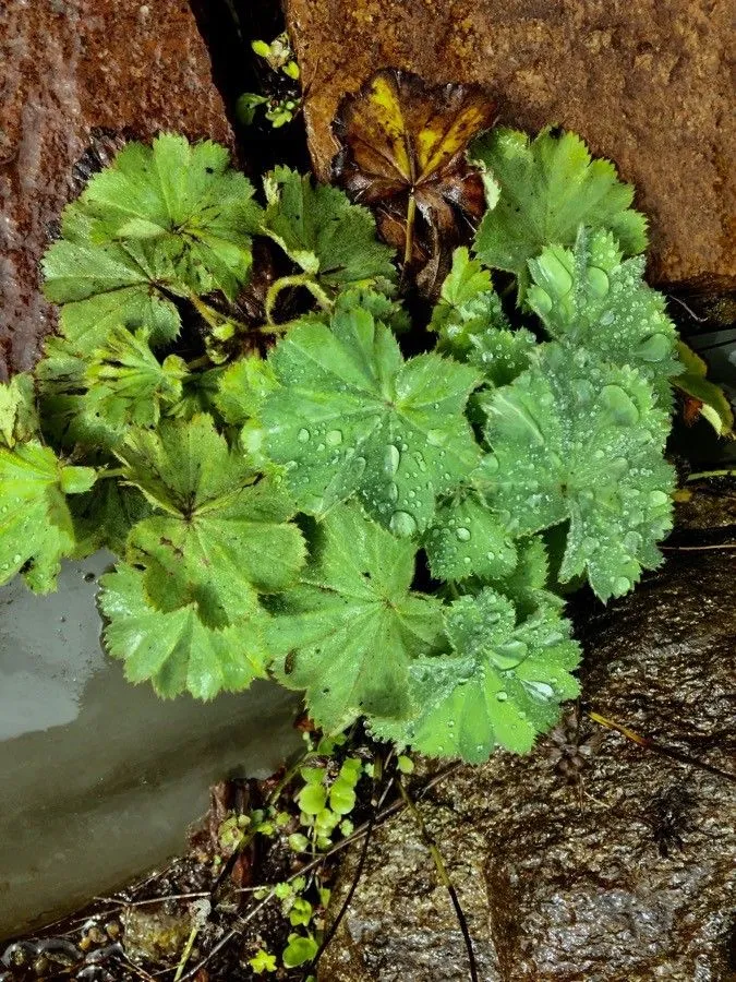 Garden lady’s-mantle (Alchemilla mollis, Repert. Spec. Nov. Regni Veg. 33: 347 (1934))