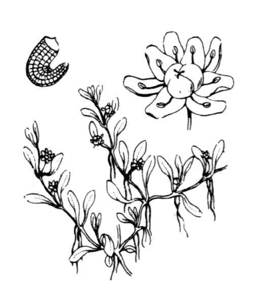 Eight-stamened waterwort (Elatine hydropiper, Sp. Pl.: 367 (1753))