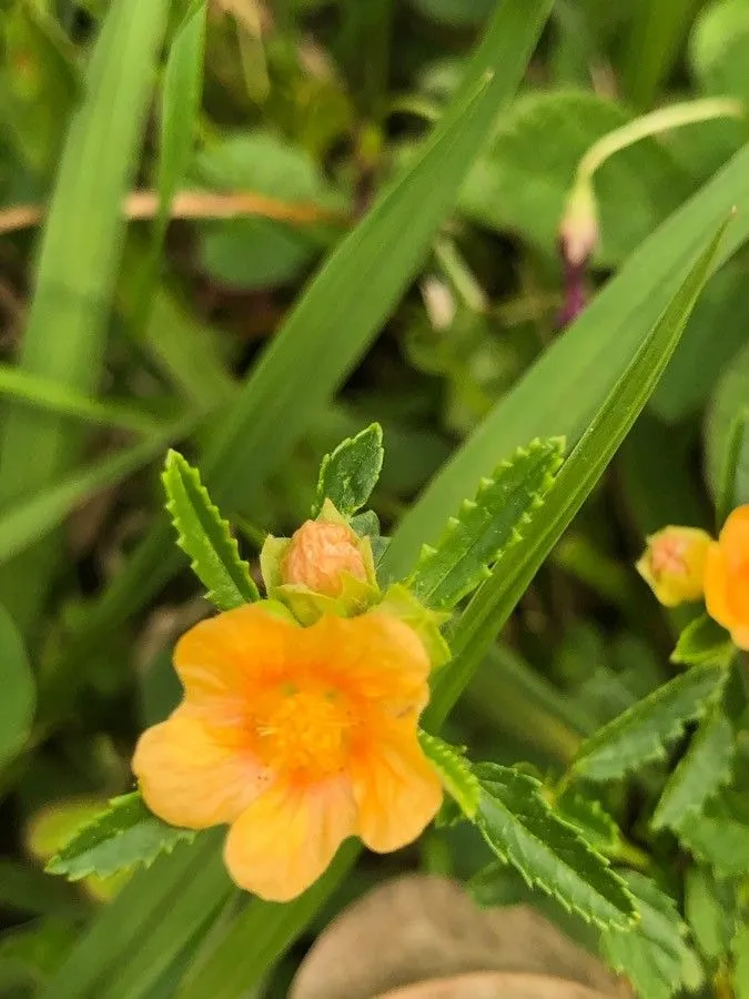 Bracted fanpetals (Sida ciliaris, Syst. Nat. ed. 10. 2: 1145 (1759))