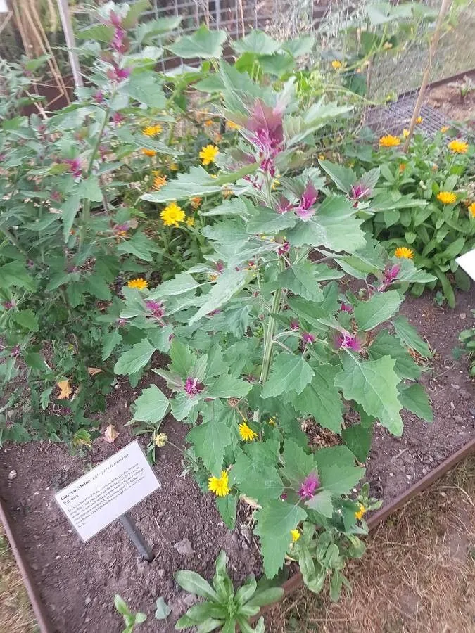 Garden orache (Atriplex hortensis, Sp. pl. 2:1053. 1753, nom. cons.)