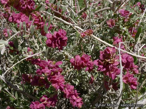 Spiny hopsage (Grayia spinosa, A.P.de Candolle, Prodr. 13(2): 119 (1849))