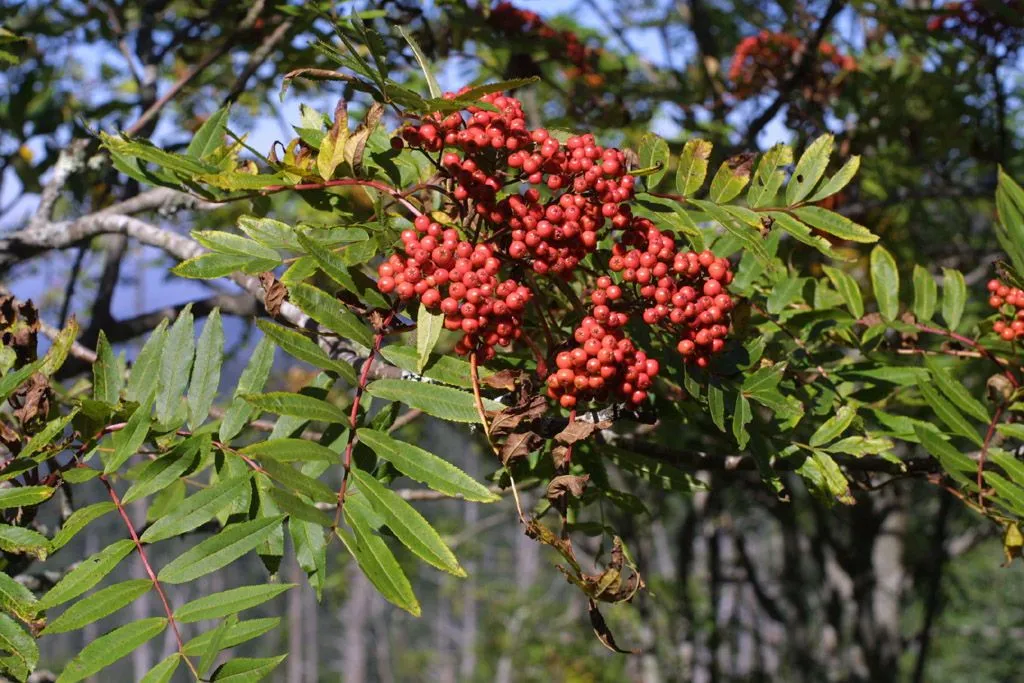 Mountain-ash (Sorbus americana, Arbust. Amer.: 145 (1785))