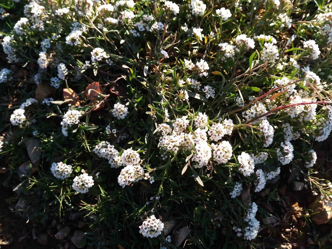 Sweet alison (Lobularia maritima, J. Bot. Agric. 3: 169 (1815))