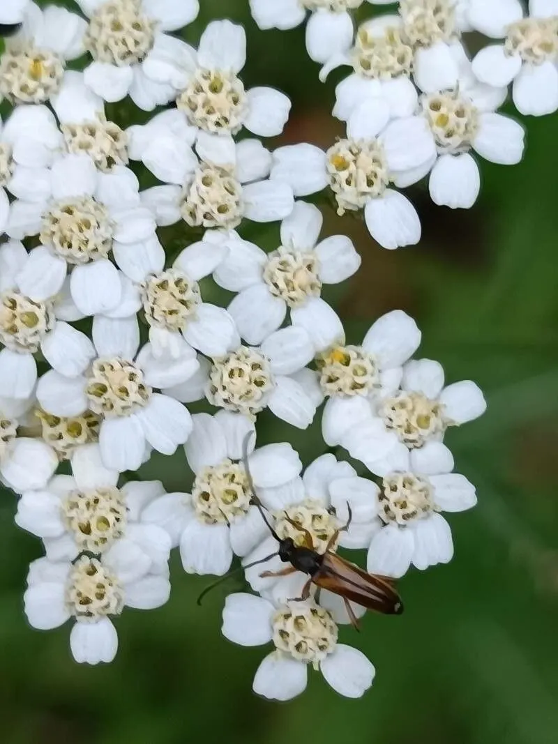 Noble yarrow (Achillea nobilis, Sp. Pl.: 899 (1753))