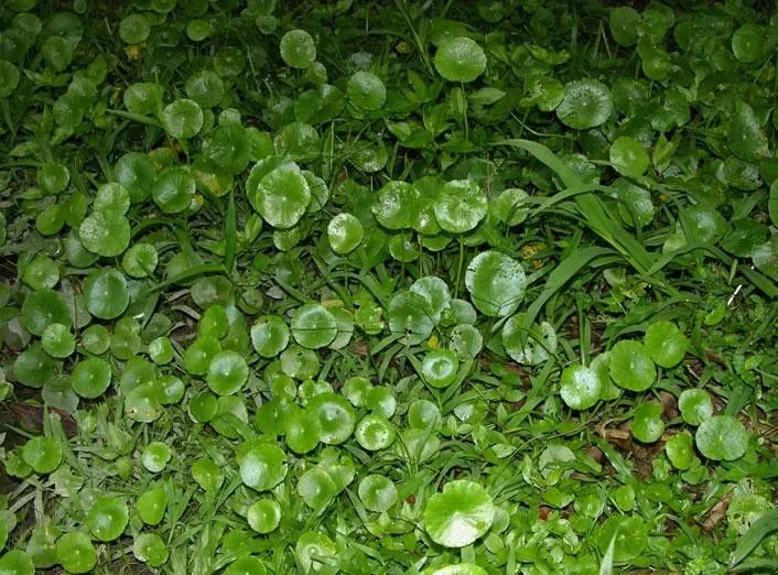 Water pennywort (Hydrocotyle umbellata, Sp. Pl.: 234 (1753))