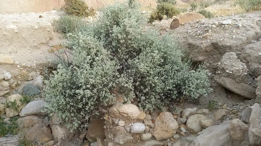 Mastic thyme (Thymus mastichina, Sp. Pl. ed. 2: 827 (1763))