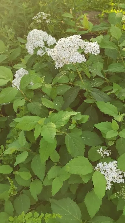 Russian spiraea (Spiraea media, Österr. Allg. Baumz. 1: 53 (1792))