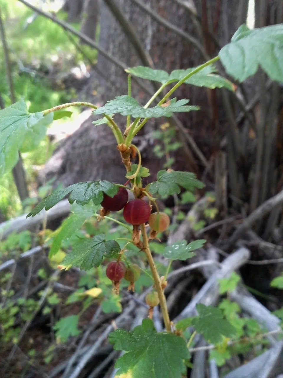 White-stem gooseberry (Ribes inerme, Mem. New York Bot. Gard. 1: 202 (1900))