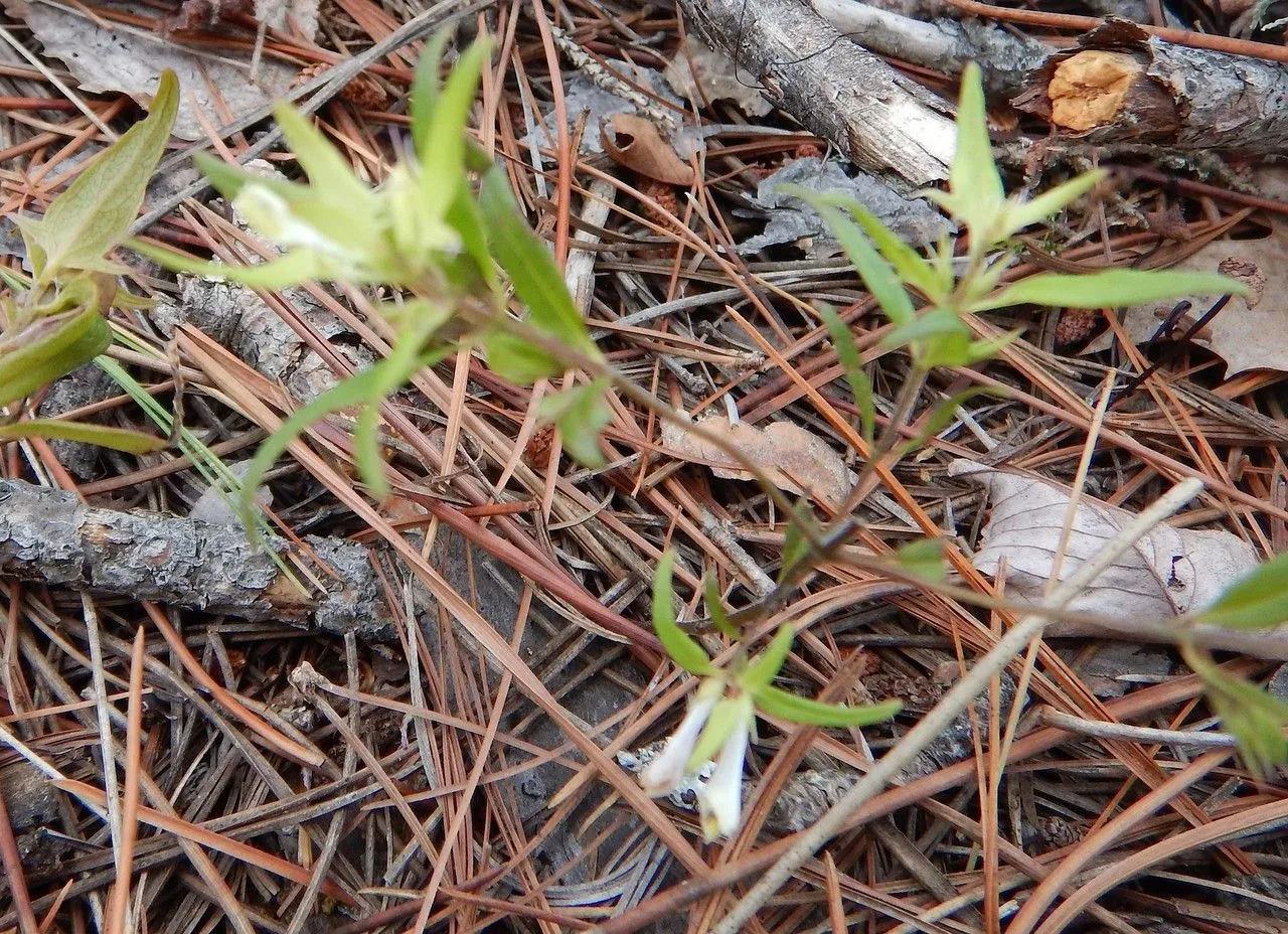 Linear cow-wheat (Melampyrum lineare, Encycl. 4: 22 (1797))