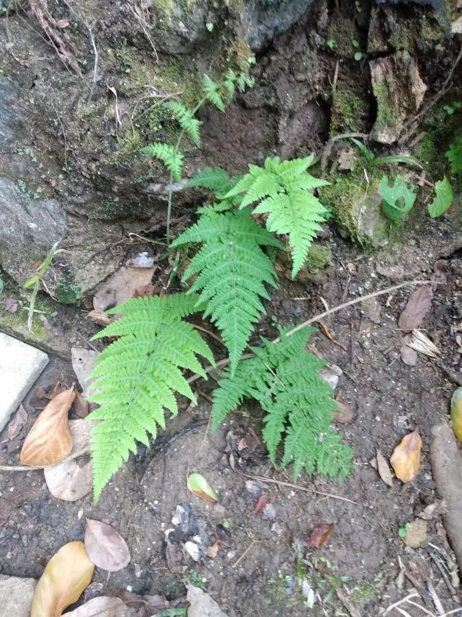 Swordfern (Macrothelypteris torresiana, Acta Phytotax. Sin. 8: 310 (1963))