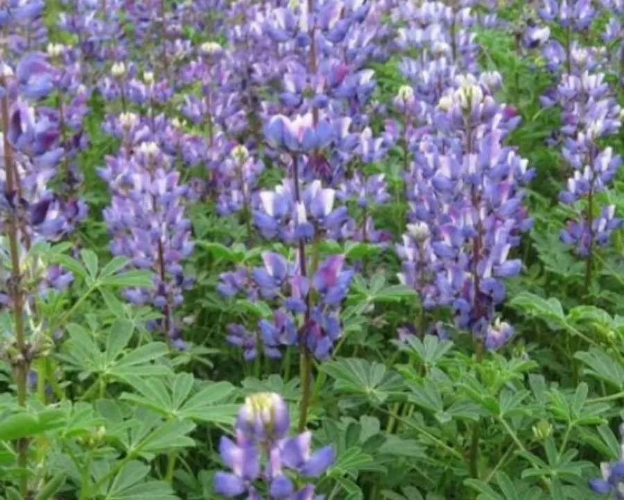 Arroyo lupine (Lupinus succulentus, Index Seminum (B, Berolinensis) 1867(App. 1): 11 (1867))