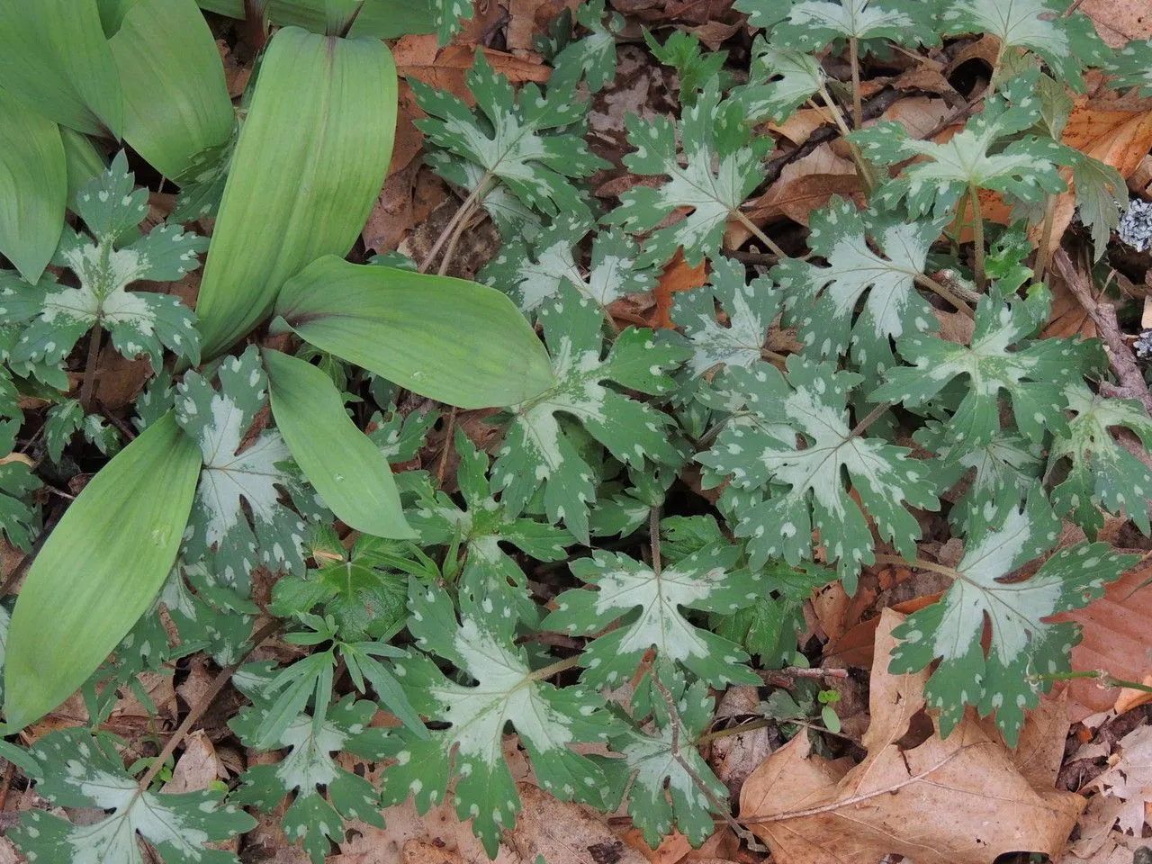 Bluntleaf waterleaf (Hydrophyllum canadense, Syst. Nat. ed. 10, 2: 919 (1759))