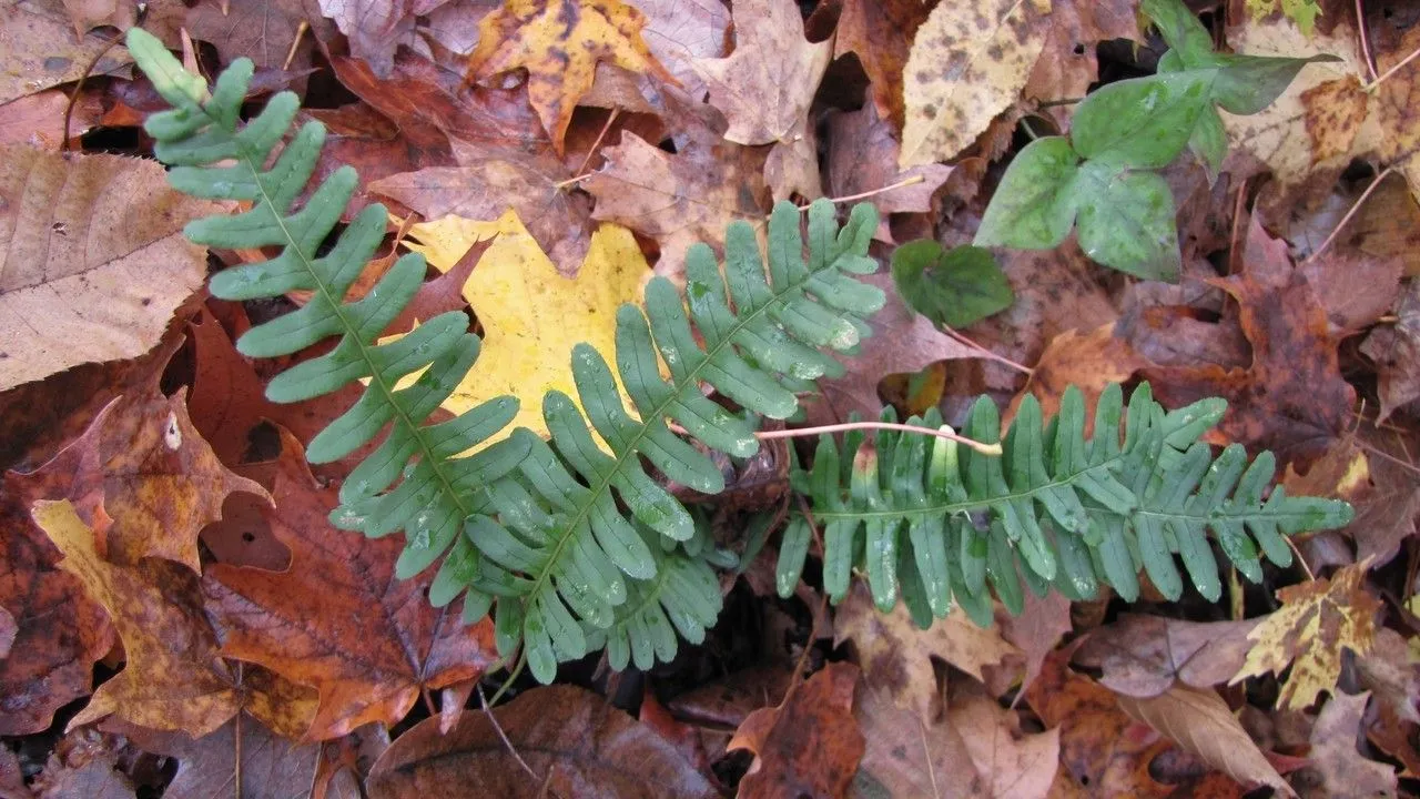 Rock polypody (Polypodium virginianum, Sp. Pl.: 1085 (1753))