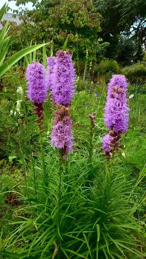 Prairie blazingstar (Liatris pycnostachya, Fl. Bor.-Amer. 2: 91 (1803))