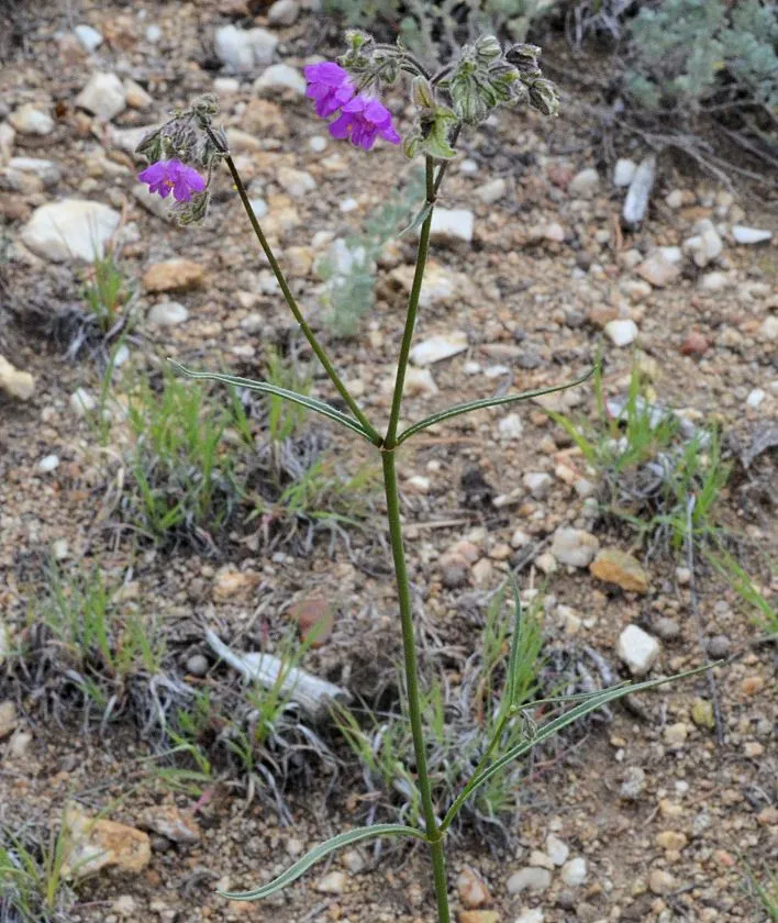 Narrowleaf four o’clock (Mirabilis linearis, Annuaire Conserv. Jard. Bot. Genève 5: 186 (1901))