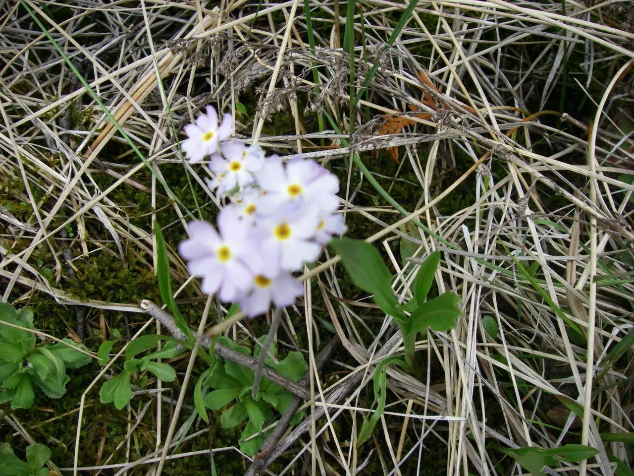 Mistassini primrose (Primula mistassinica, Fl. Bor.-Amer. 1: 124 (1803))