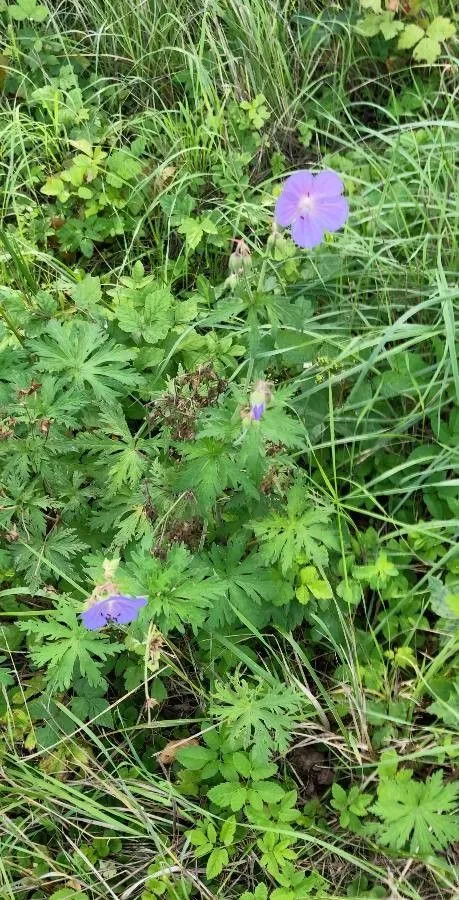 Meadow crane’s-bill (Geranium pratense, Sp. pl. 2:681. 1753)