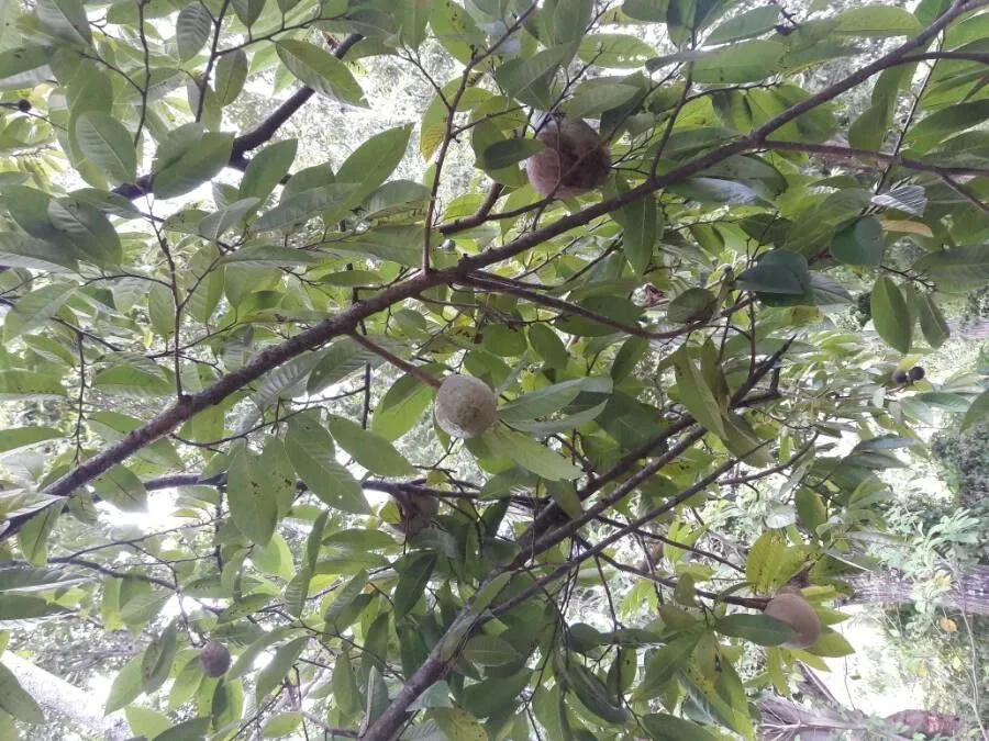 Bullock’s-heart (Annona reticulata, Sp. Pl.: 537 (1753))