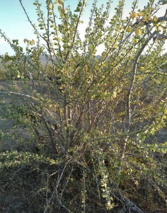 Vine-cactus (Fouquieria splendens, F.A.Wislizenus, Mem. Tour N. Mexico: 98 (1848))