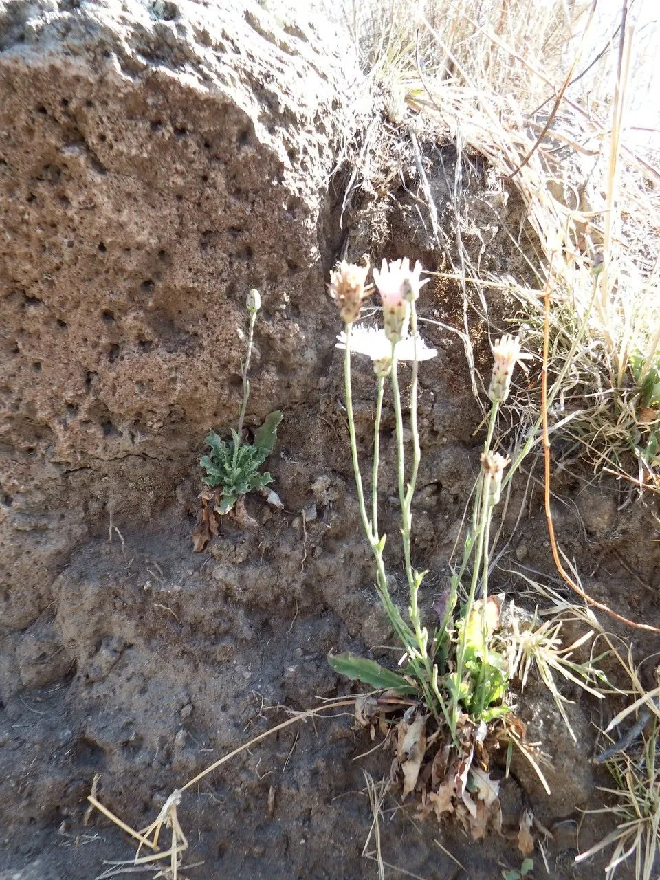 Rock-lettuce (Pinaropappus roseus, Syn. Gen. Compos.: 143 (1832))