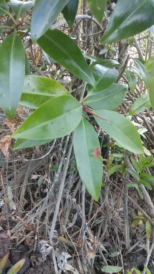 Mangrove (Rhizophora apiculata, Enum. Pl. Javae 1: 91 (1827))