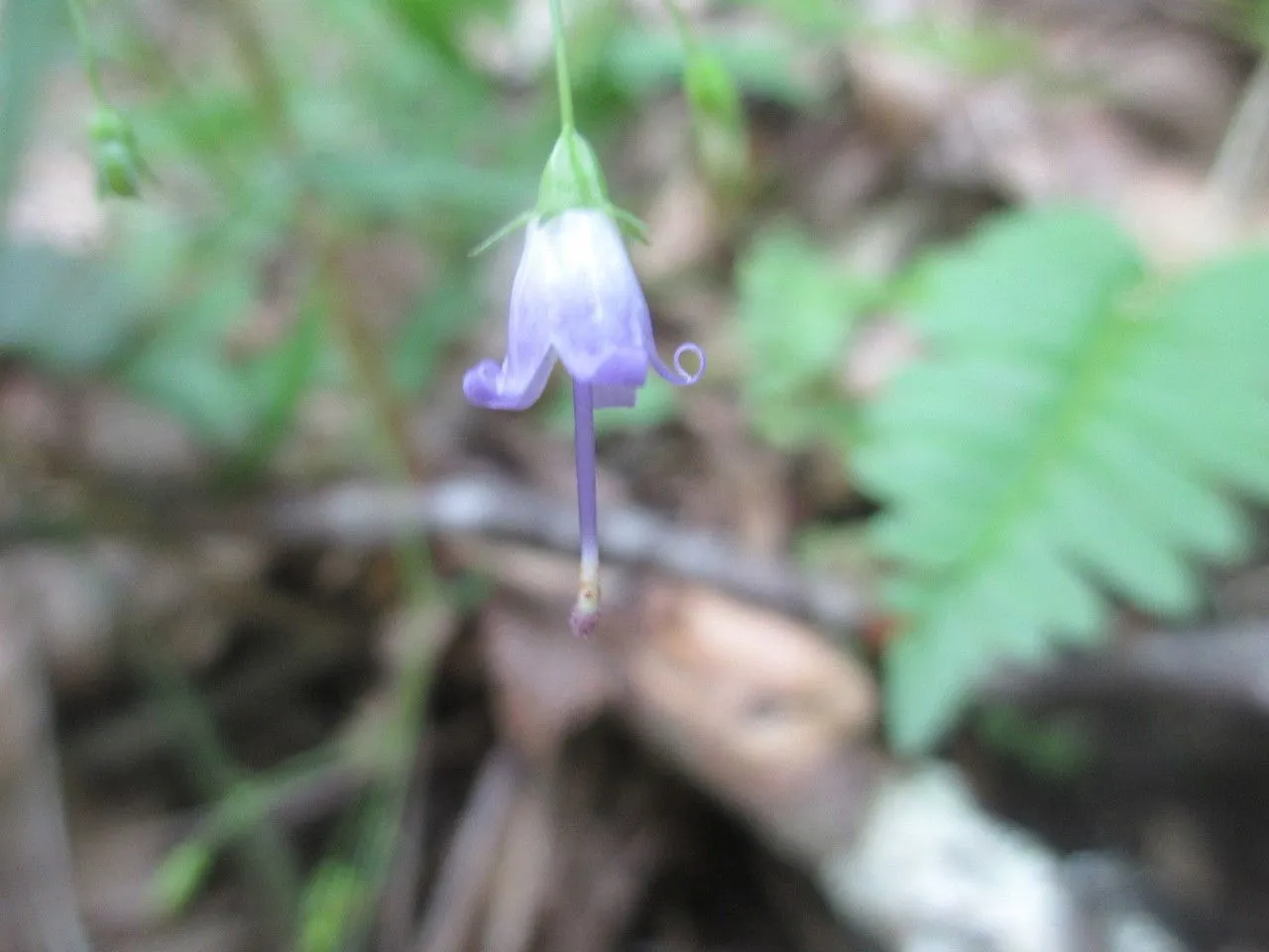 Appalachian bellflower (Campanula divaricata, Fl. Bor.-Amer. 1: 109 (1803))