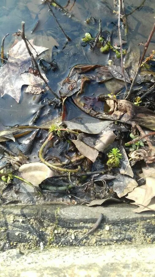 Brazilian water-milfoil (Myriophyllum aquaticum, Kew Bull. 28: 36 (1973))