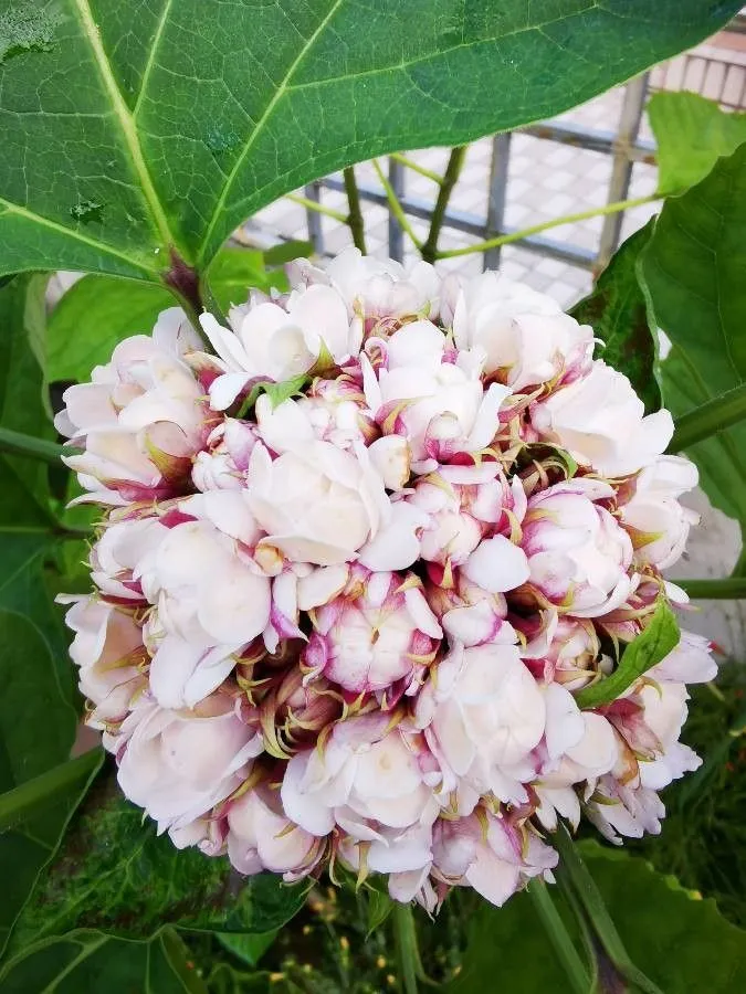 Glory-bower (Clerodendrum chinense, Plant-book, reimpr.: 707 (1989))