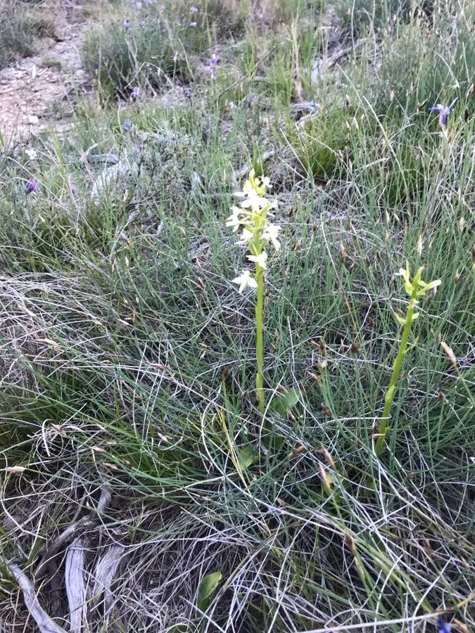 Lesser butterfly-orchid (Platanthera bifolia, De Orchid. Eur.: 35 (1817))