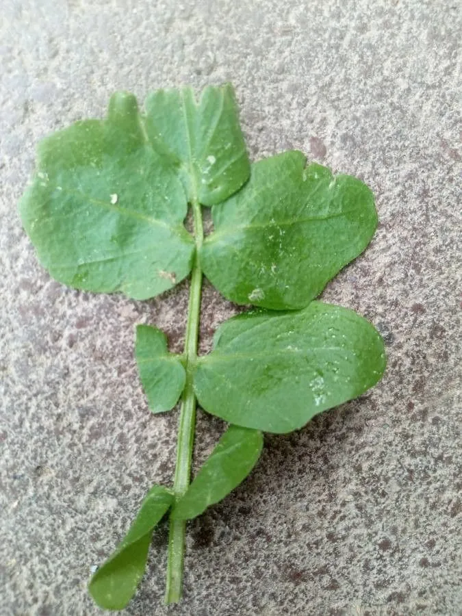 Onerow yellowcress (Nasturtium microphyllum, Icon. Fl. Germ. Helv. 1: 15 (1834))