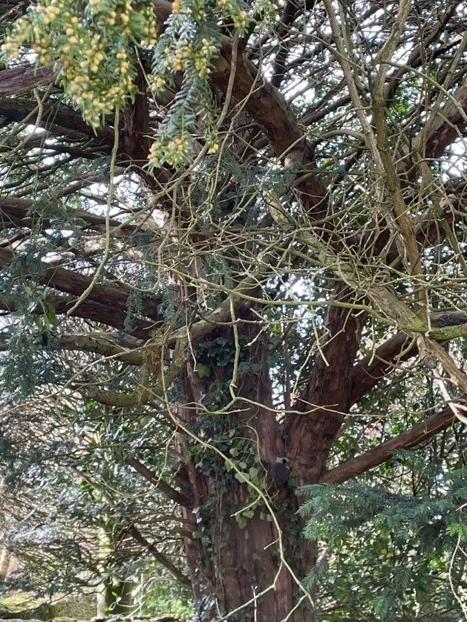 Pacific hemlock (Tsuga heterophylla, Silva N. Amer. 12: 78 (1898))