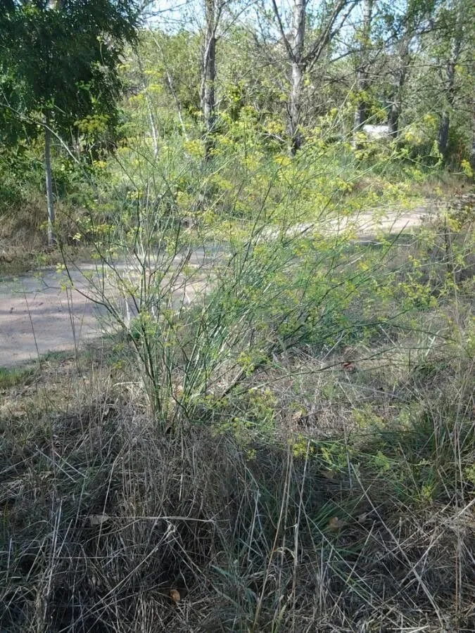 Fennel (Foeniculum vulgare, Gard. dict. ed. 8: <I>Foeniculum</I> no. 1. 1768)