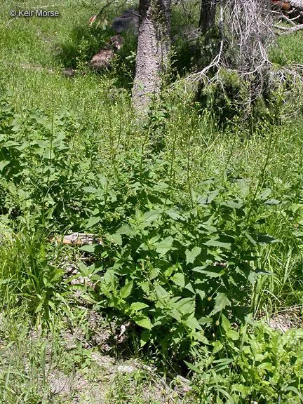 American figwort (Scrophularia lanceolata, Fl. Amer. Sept. 2: 419 (1813))